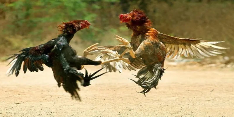Cách chọn gà đá hay – bí kíp vàng cho anh em cổng game